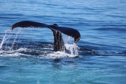 Diving in can feel so good!